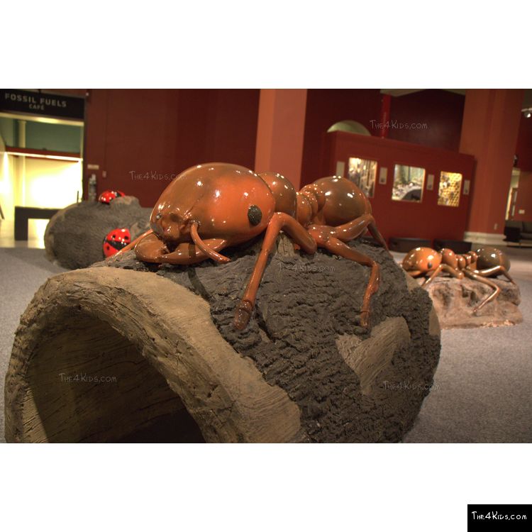 Image of Ant Log Crawler