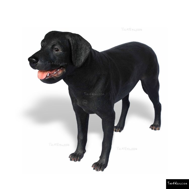 Image of Labrador