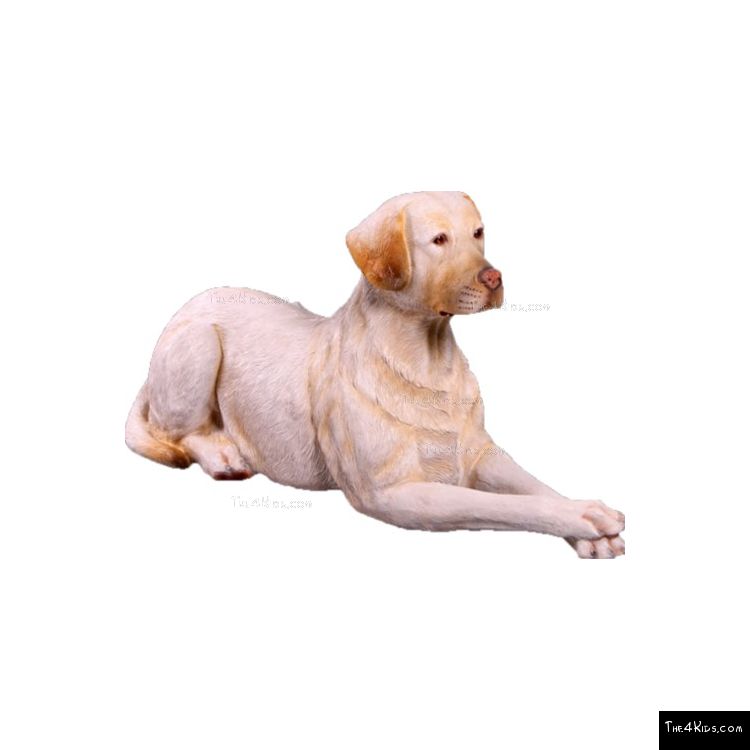 Image of Labrador Lying