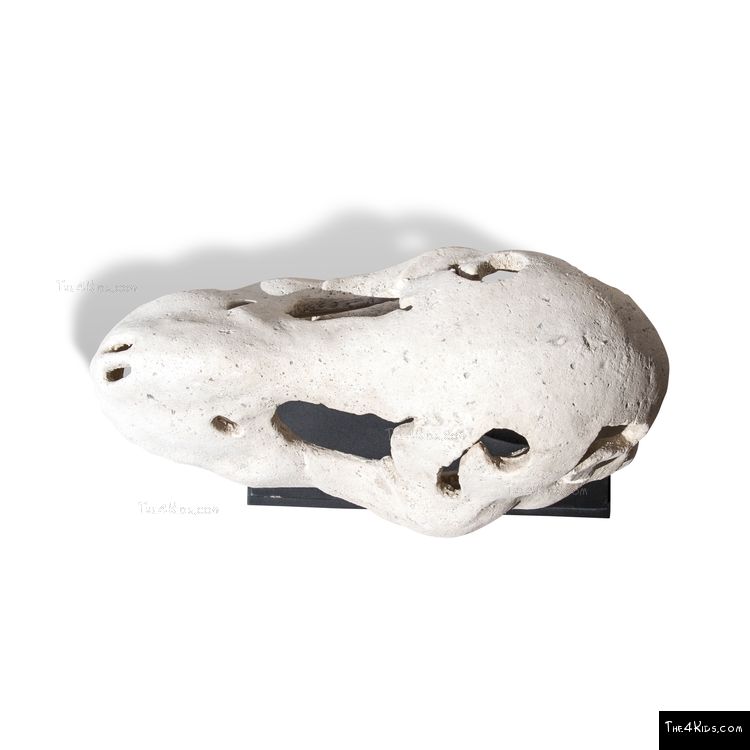 Image of Saber Toothed Tiger Skull Post Topper