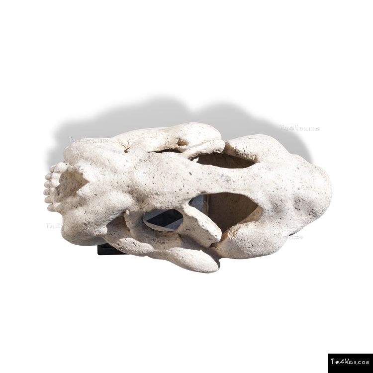 Image of Saber Toothed Tiger Skull Post Topper