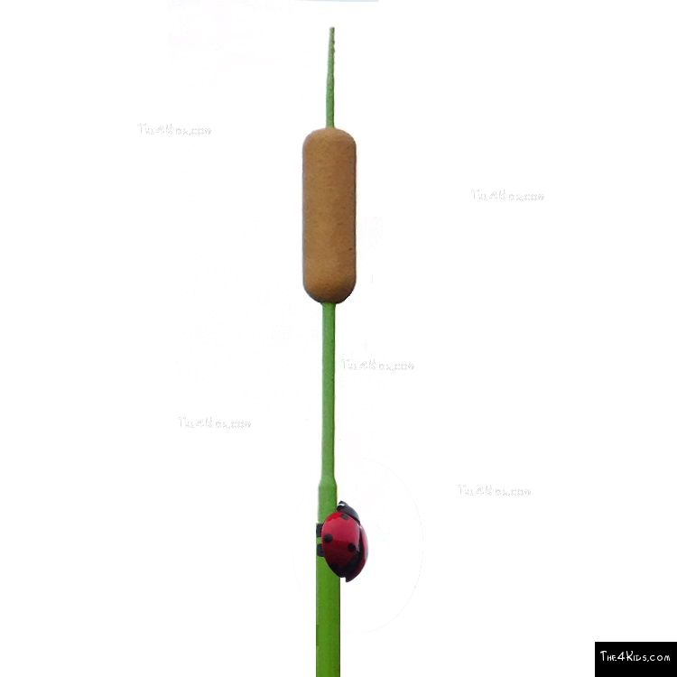 Image of Cattail Post Topper