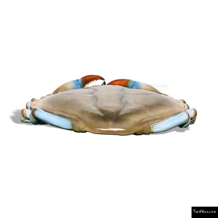 Image of 3 ft Blue Crab