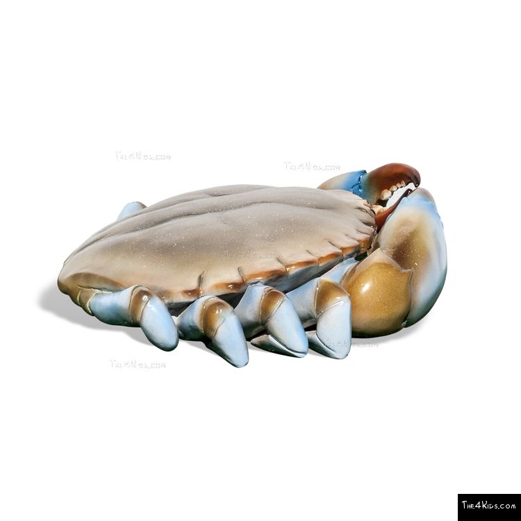 Image of 6 Ft. Blue Crab