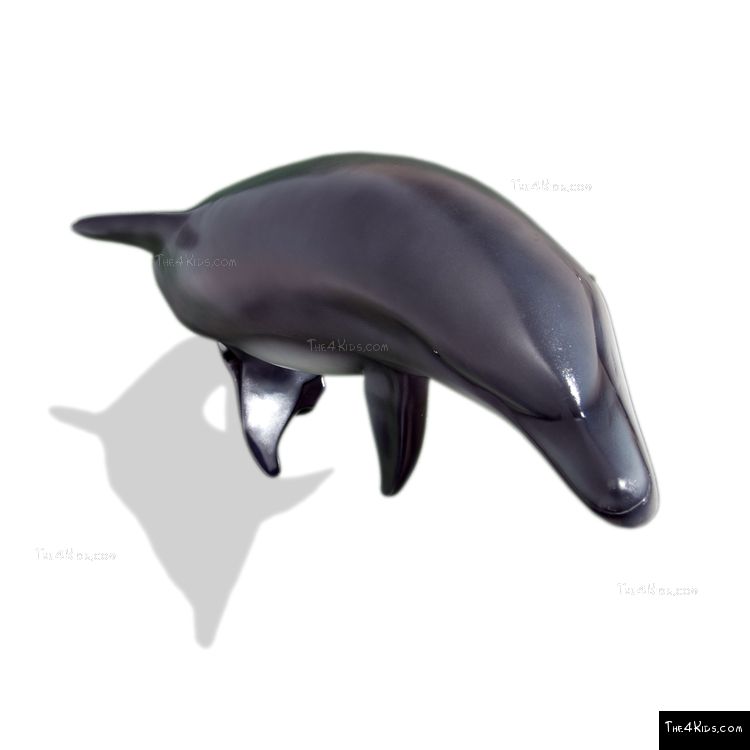 Image of Large Dolphin