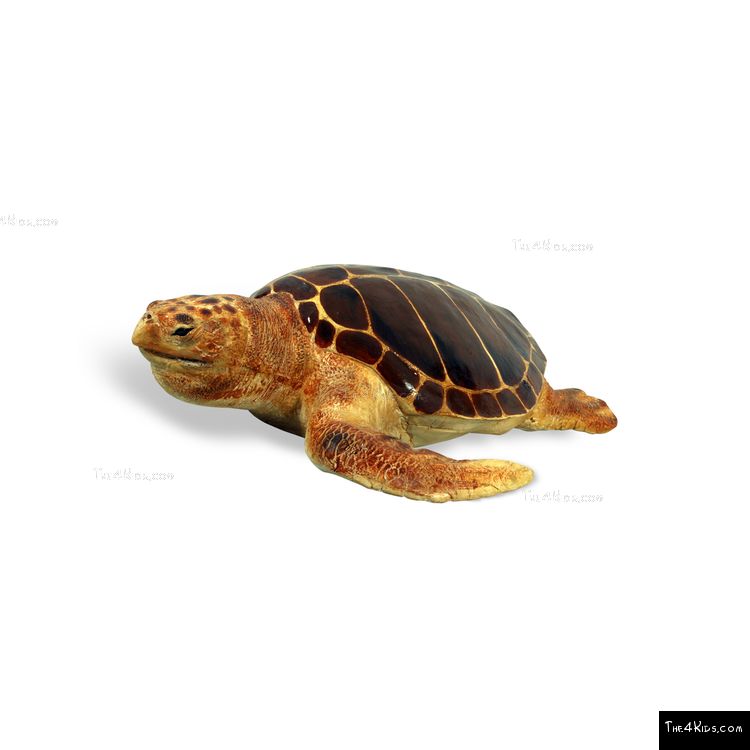 Image of Loggerhead Turtle