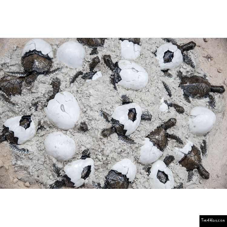 Image of Sea Turtle Hatchlings and Eggs