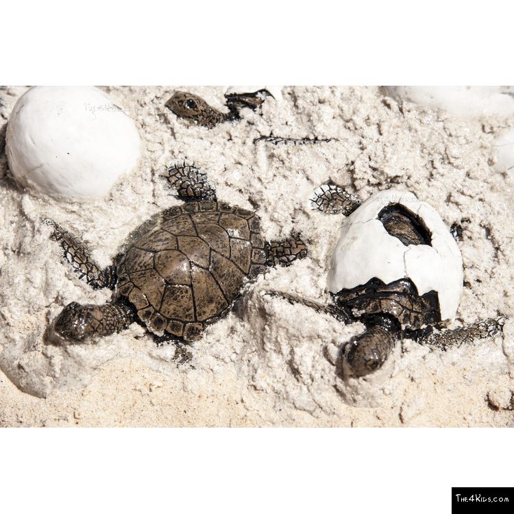 Image of Sea Turtle Hatchlings and Eggs