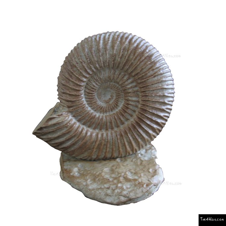 Image of Ammonite Climber