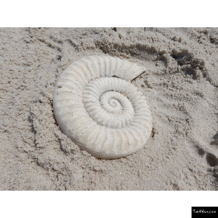 Image of Ammonite Fossil