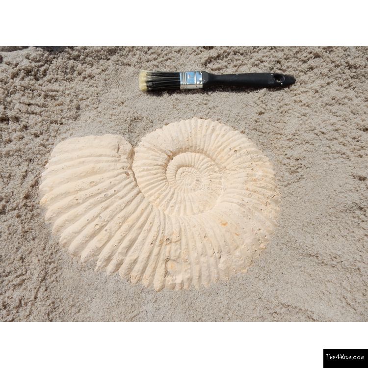 Image of Ammonite Fossil