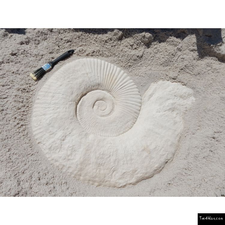 Image of Large Ammonite Fossil