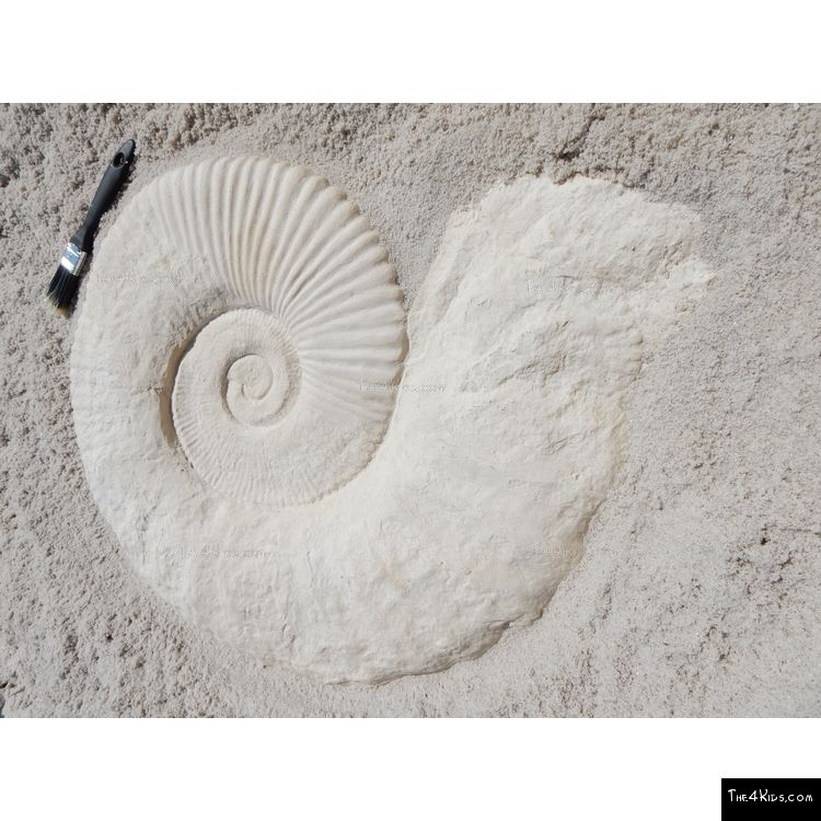 Image of Large Ammonite Fossil