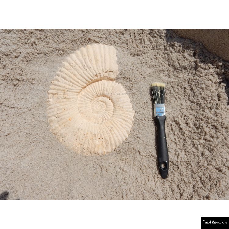 Image of Small Ammonite Fossil