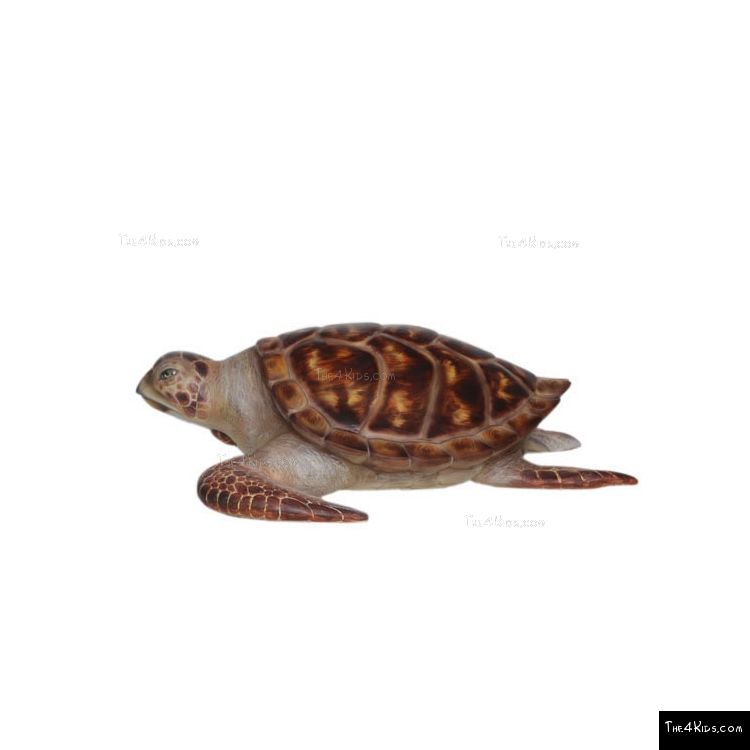 Image of Hawksbill Sea Turtle