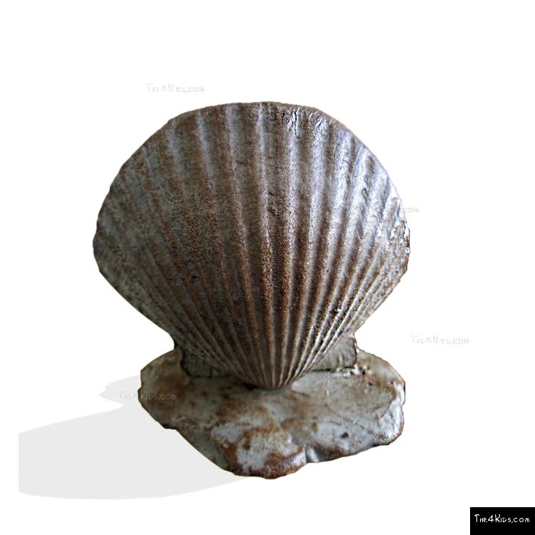 Image of Seashell Steppers