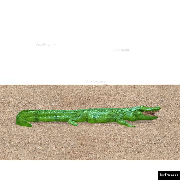 Image of 8ft American Alligator