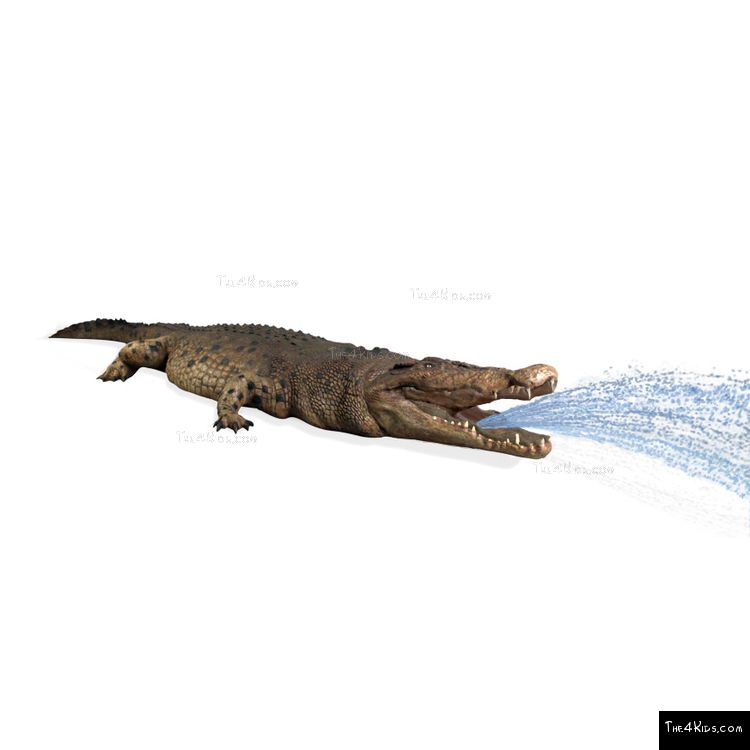 Image of 15ft Crocodile