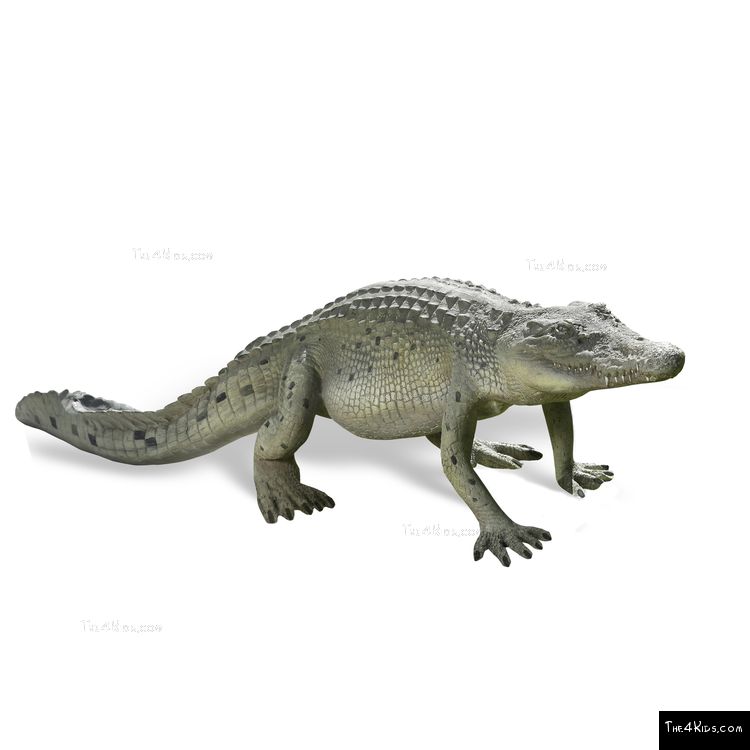 Image of 4ft Walking Crocodile