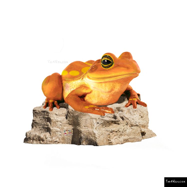 Image of Colorful Frog on Rock