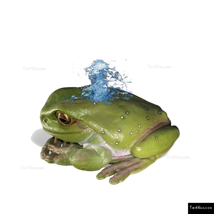 Image of Frog Play Sculpture