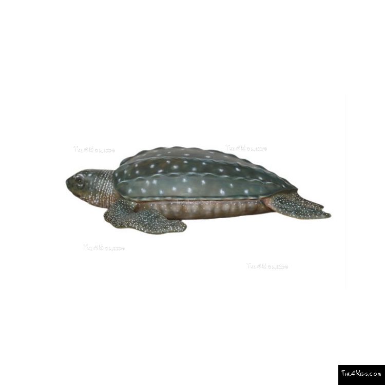 Image of Leatherback Turtle