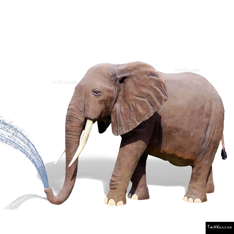 Image of 8ft African Elephant