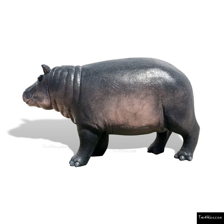 Image of Hippopotamus Baby