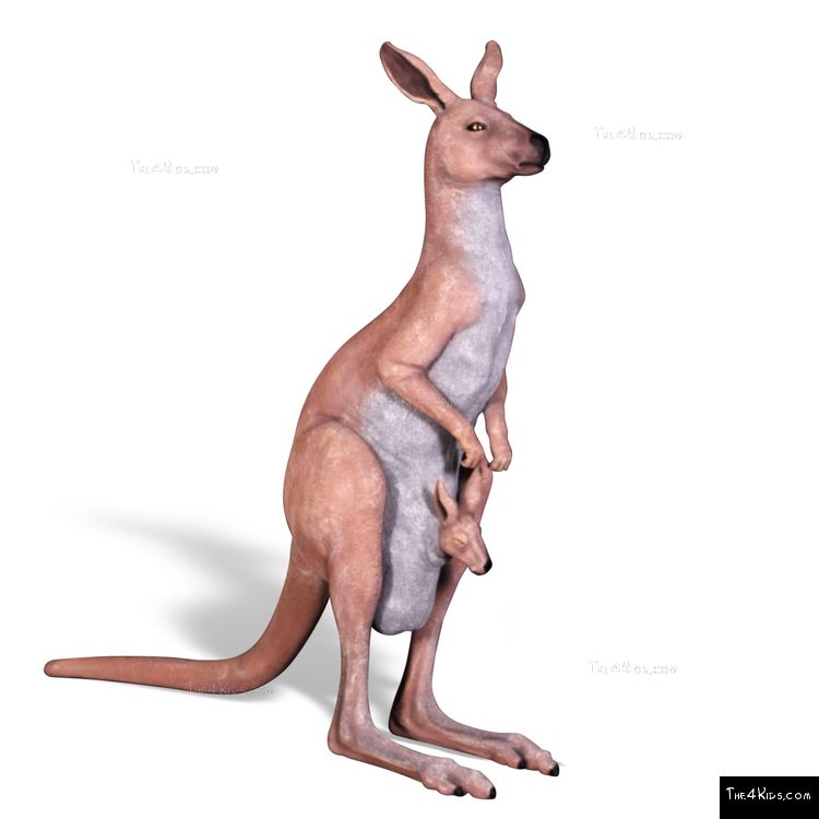 Image of 5.5ft Kangaroo with Joey