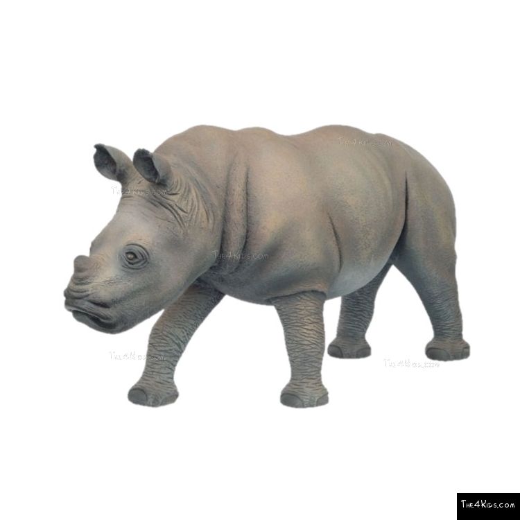 Image of Baby Rhinoceros