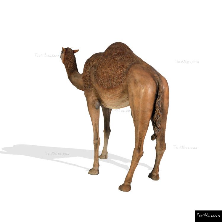 Image of Dromedary Camel Sculpture
