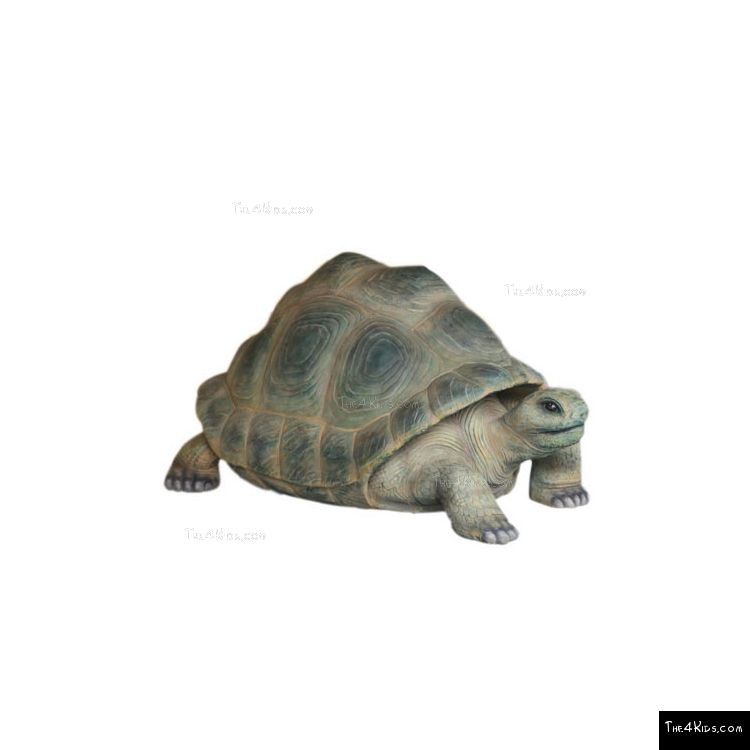 Image of Aldabra Tortoise