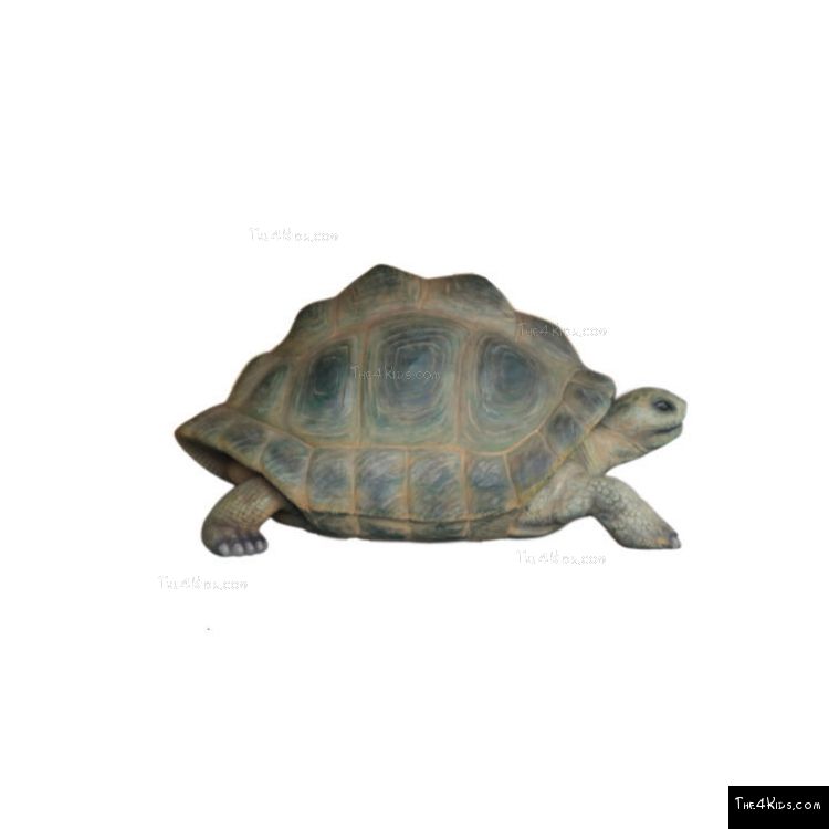 Image of Aldabra Tortoise
