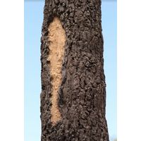 Thumbnail of GFRC Tree Texture