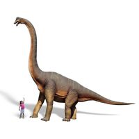 Thumbnail of Brachiosaurus