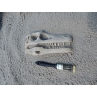 Thumbnail of Raptor Skull Fossil