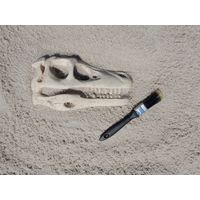 Thumbnail of Raptor Skull Fossil
