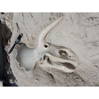 Small Triceratops Skull Fossil