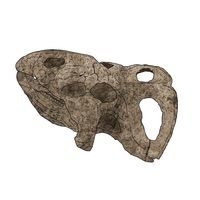 Thumbnail of Protoceratops Fossil Climber