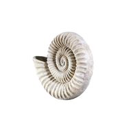 Thumbnail of Ammonite Nautilus Shell