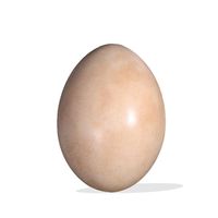 Thumbnail of Sauropod Egg
