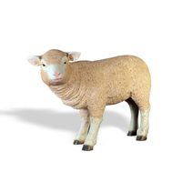 Merino Lamb Standing