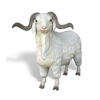Angora Goat