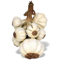 Garlic Sculpture 2FT