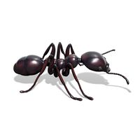 Ant Sculpture