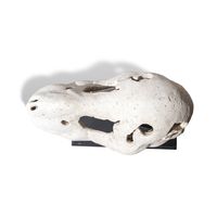 Thumbnail of Saber Toothed Tiger Skull Post Topper