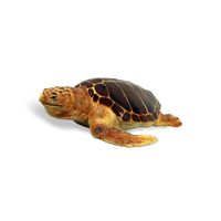 Thumbnail for Loggerhead Turtle
