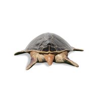 Thumbnail of Loggerhead Turtle
