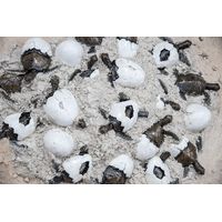 Thumbnail of Sea Turtle Hatchlings and Eggs