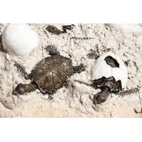 Thumbnail of Sea Turtle Hatchlings and Eggs